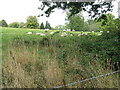 Relaxed sheep on Furzefield Farm