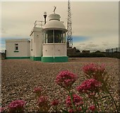 SX9456 : Berry Head lighthouse by Steve  Fareham