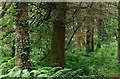 A ferny corner of Hillsborough forest