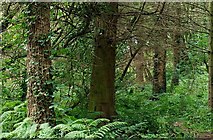 J2558 : A ferny corner of Hillsborough forest by Albert Bridge