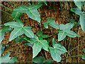 Tree and ivy, Hillsborough forest