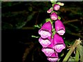 Foxgloves, Hillsborough forest