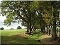 Maestorglwyd: tree-lined track