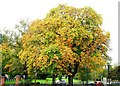 Horse chestnut tree, Belfast (2)