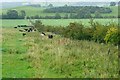 NU0315 : Cattle north of Fawdon by Graham Horn
