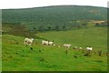 NU0215 : Sheep pasture near Fawdon by Graham Horn