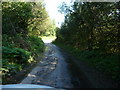 Exmoor : Wet Country Road