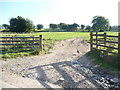 Exmoor : Field Entrance & Pheasants