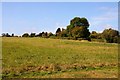 Field on Harcourt Hill