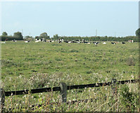 ST7078 : 2009 : Pasture with cattle by Maurice Pullin