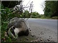 One dead badger on A361 just north of Knowle