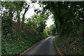 Narrow road through the trees