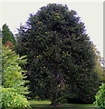 A Monkey Puzzle Tree at Kilravock Castle