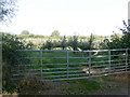 A Bulmers Apple Orchard