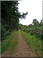 Forestry track in Eymore Wood