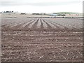 Potato harvest, Chapelfield