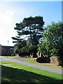 Scots pine, Allesley Hall