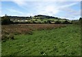 Rushy meadow near Wiveliscombe