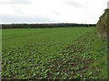 Rape field near Wellrig