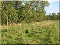 Field edge path along the Ale Water