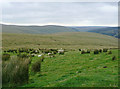 SN8359 : Rough grazing on Drum Nantygorlan, Powys by Roger  D Kidd
