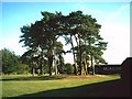 Clump of trees on Burford recreation ground