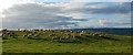 Sheep on Luckley Hill