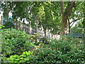 Leafy Connaught Square, W2