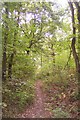 TR1263 : A footpath in Clowes Wood, near a Tumulus by David Anstiss