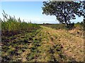 Footpath alongside field of willows