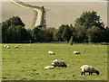 2009 : Sheep safely grazing near Brixton Deverill