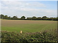 SJ6883 : Fields Of Moss Hall Farm by Peter Whatley