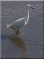 Little egret, Kingsbridge