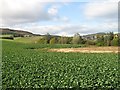 Turnip field, Borelick