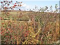 Rose hips