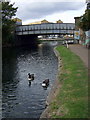 Geese on the Regent