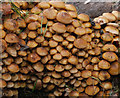 J2764 : Fungus, Lisburn (5) by Albert Bridge