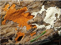 NS3977 : A slime mould - Trichia species by Lairich Rig