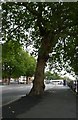 Bristol : Commercial Road, Pavement & Tree