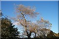 Tree caught in October sunlight