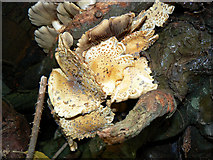 SU1789 : Underside view of fungus in Stanton Park, Swindon by Brian Robert Marshall