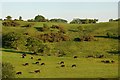 Cows grazing