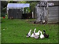 Geese, Ballyeaston