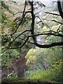 The Leader water from Kirklands Wood