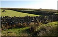 Walls, Trowlesworthy Warren