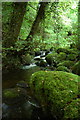 Green, green moss of Bala Bunkhouse