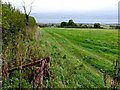 SY7997 : Fields near Milborne St Andrew by Nigel Mykura