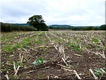 ST7504 : Cropped Maize Field by Nigel Mykura