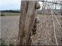 TQ5202 : Snails on a fence post by Ian Cunliffe