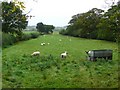 Sheep at Leigh